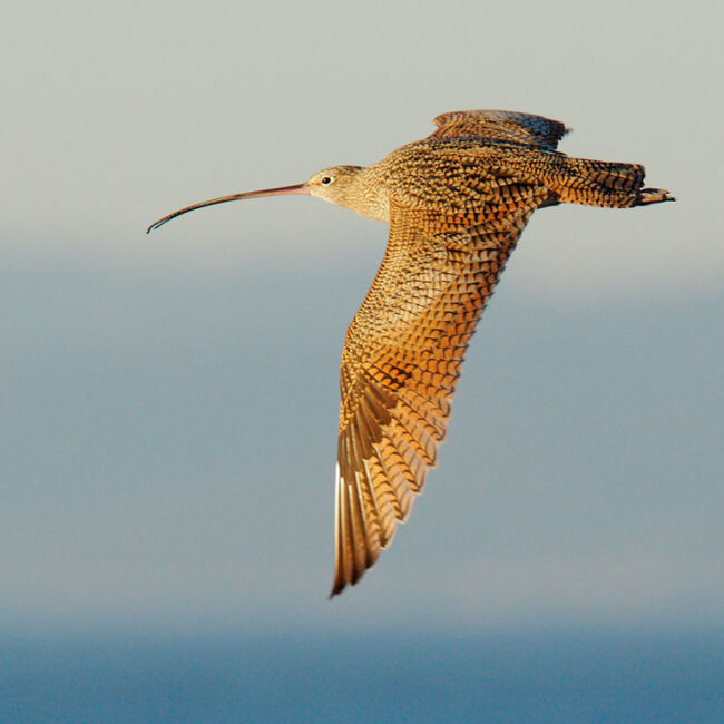 Long-billed Curlew in flight in the golden sun light, against a blue sky.