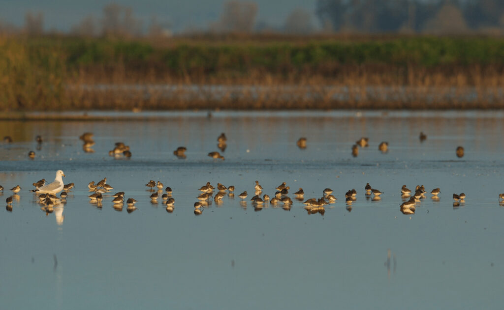 Flock of Dunlin with one gull in a shallow wetland. Dawn lighting.