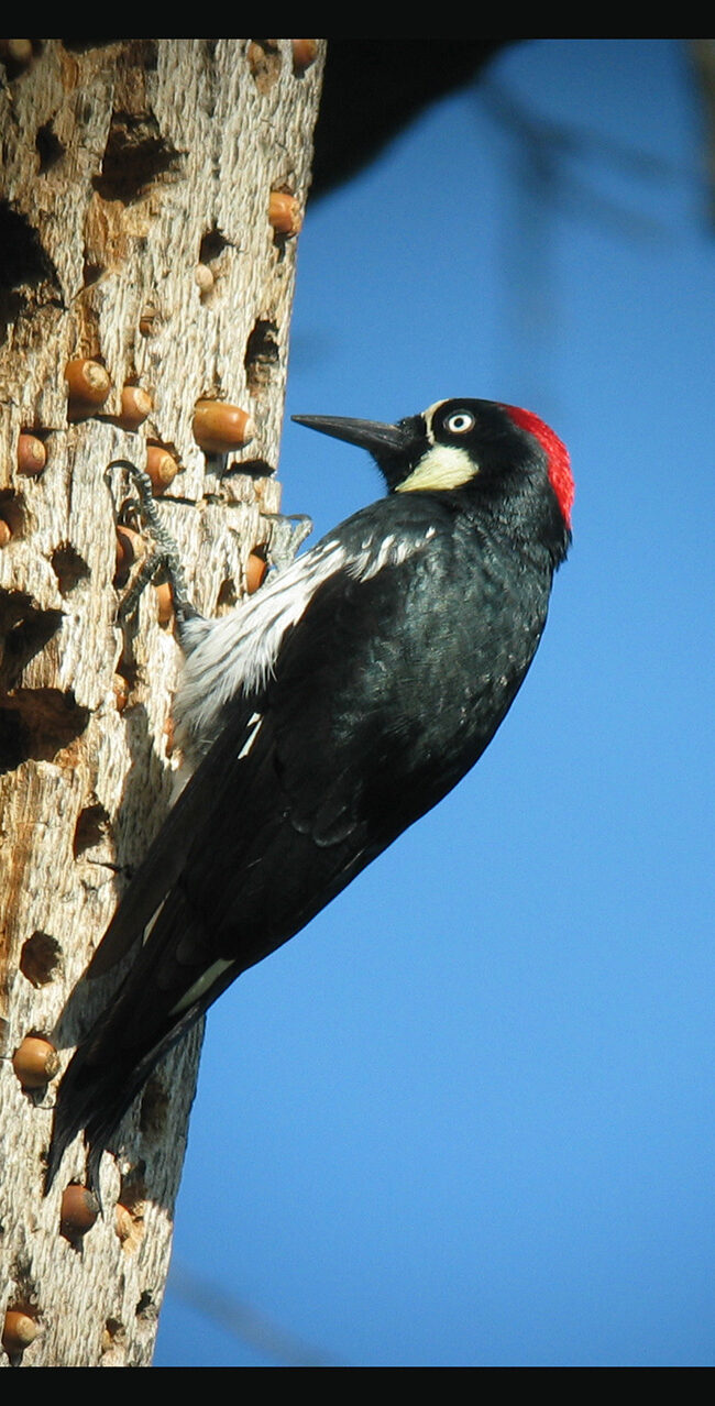A photo of an Acorn Woodpecker stashing acorns for later.