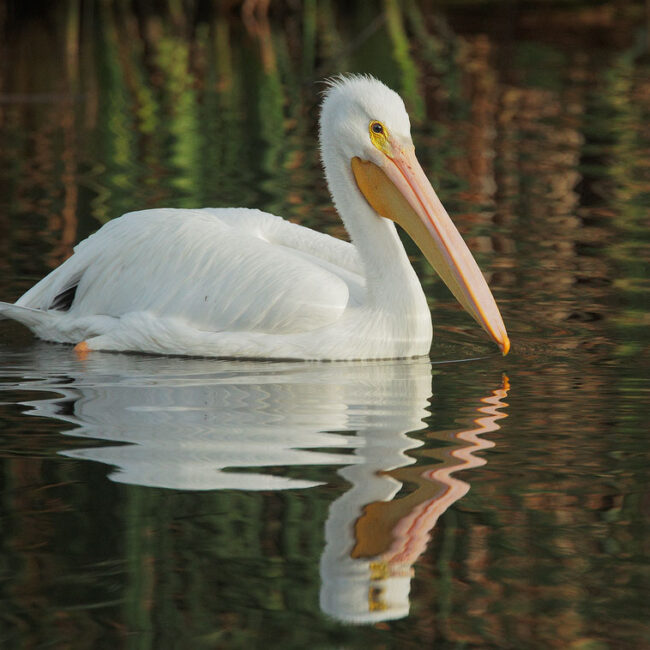 An American White Pelican enjoying a peaceful swim on glassy waters.
