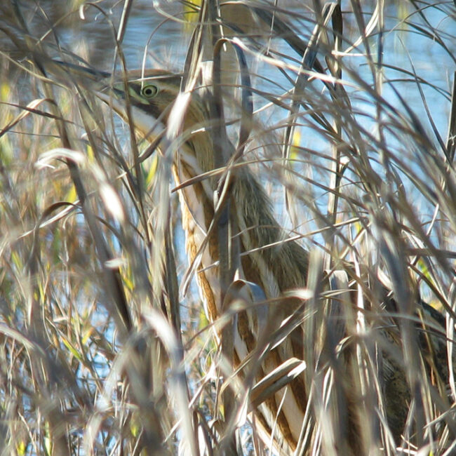 An American Bittern hiding well behind dry grasses. His greenish-yellow eye is peering out.