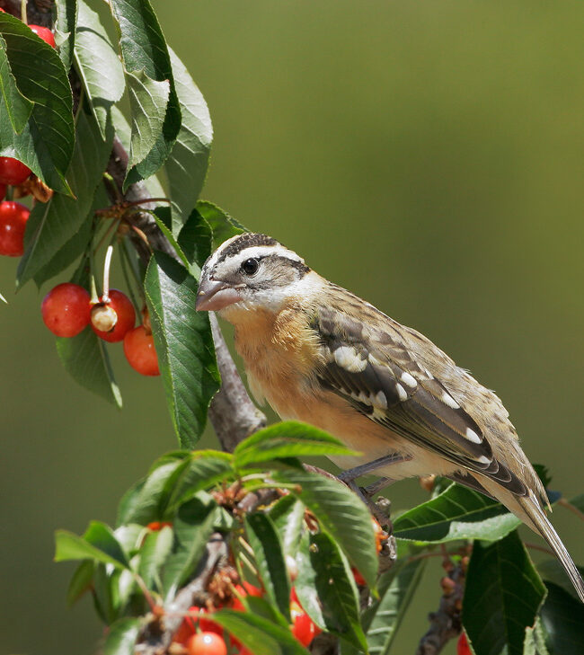 A photo of a Black-headed Grosbeak perched on a branch with bright green leaves and red berries.