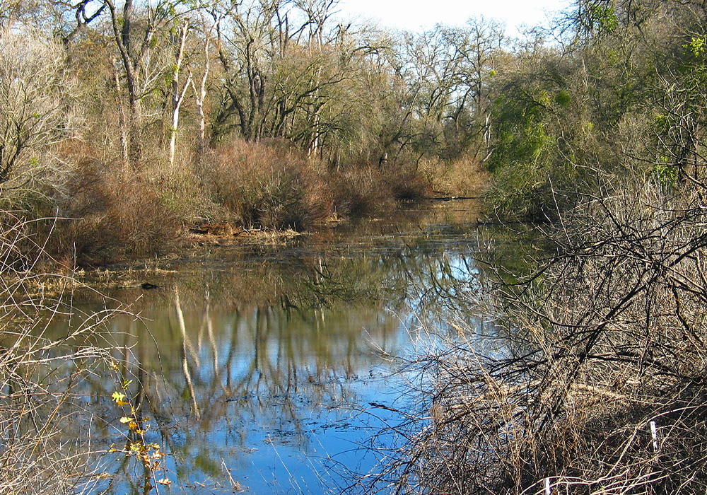 A small tree-lined pond,