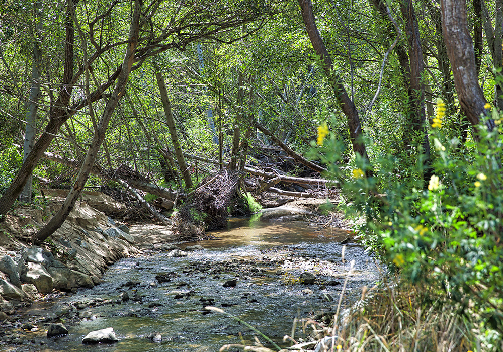 A great photo of a steam-side forested (riparian) habitat along a shallow stream.
