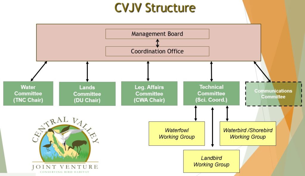 A flow chart that describes the Central Valley Joint Venture Structure. Flows from Managment Board to Coordination Office to committees to bird working groups.