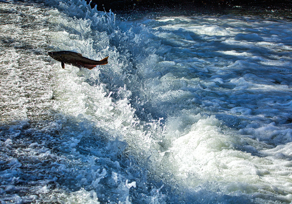 A trout jumping over rapids.