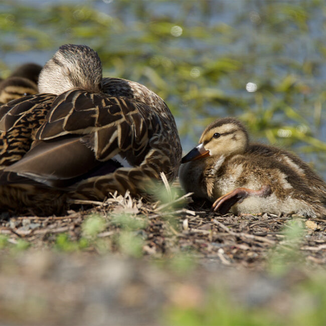 Female Mallard catching a nap, surrounded by her tiny ducklings.