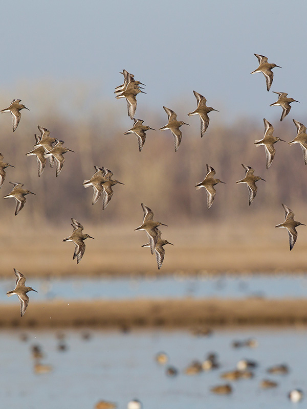 A flock of flying Dunlin, a blurred wetland in the background.