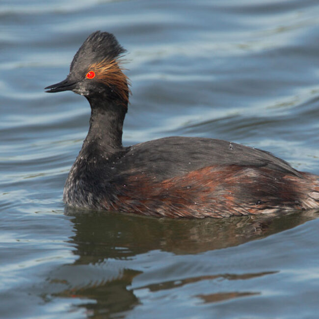 Photo of eared grebe on water.