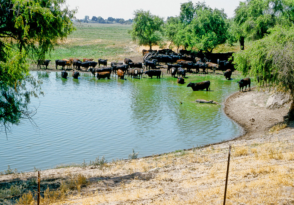 A herd of cattle cooling off around a small pond on the Fath Ranch.