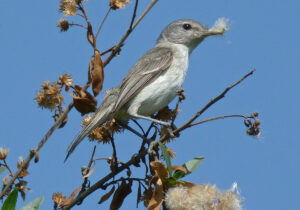 A Least Bell's Vireo with nesting material in their bill against a blue sky.