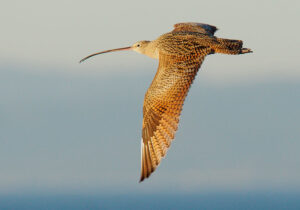 Long-billed Curlew in flight in the golden sun light, against a blue sky.