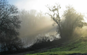 Riparian habitat in the morning fog.
