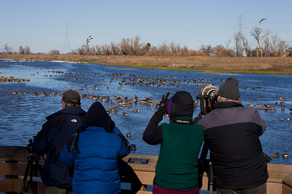People viewing a wetland full of waterfowl on the dark blue water. They have binoculars and a large spotting scope.