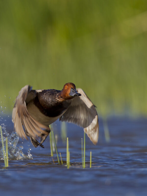 Photo of Redhead taking flight off of wetland.
