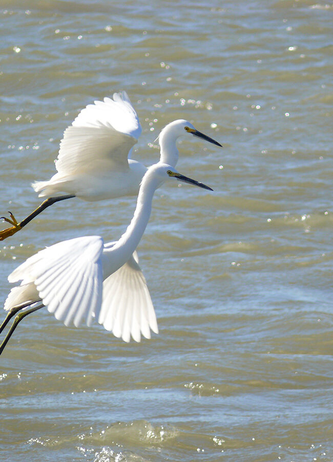 A pair of Snowy Egrets taking flight over sparkling open waters.
