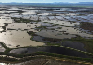 Aerial Photo of the Sacramento National Wildlife Refuge, showing flooded wetlands surrounded by flooded rice.