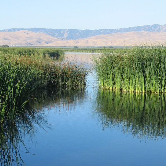 Green vegetation in an open wetland. distant mountains in the background.