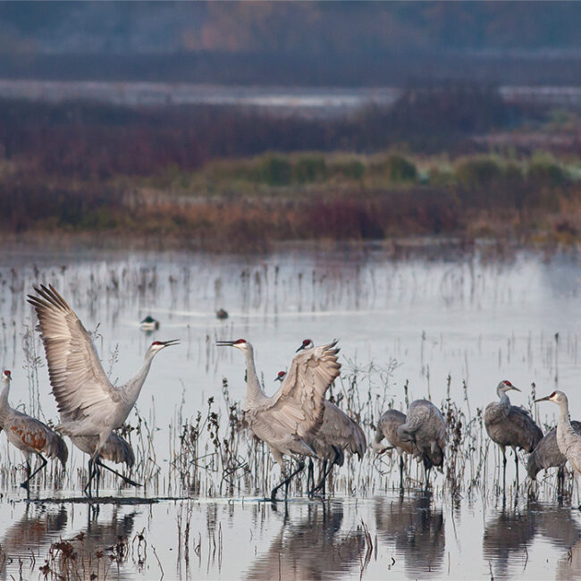 A small flock of Sandhill Crane in a shallow wetland. Two of them are dancing together in the foreground.