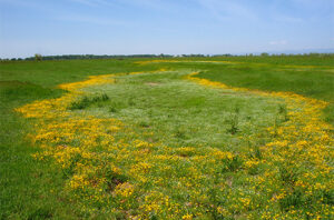 Springtime Vernal Pool full of yellow flowers surrounded by green grasses.