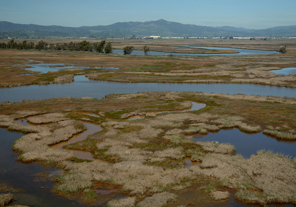 Aerial photo of wetlands in the Suisun Marsh.