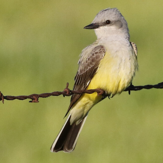 A photo of a Western Kingbird on barbed wire with a blurred green background.