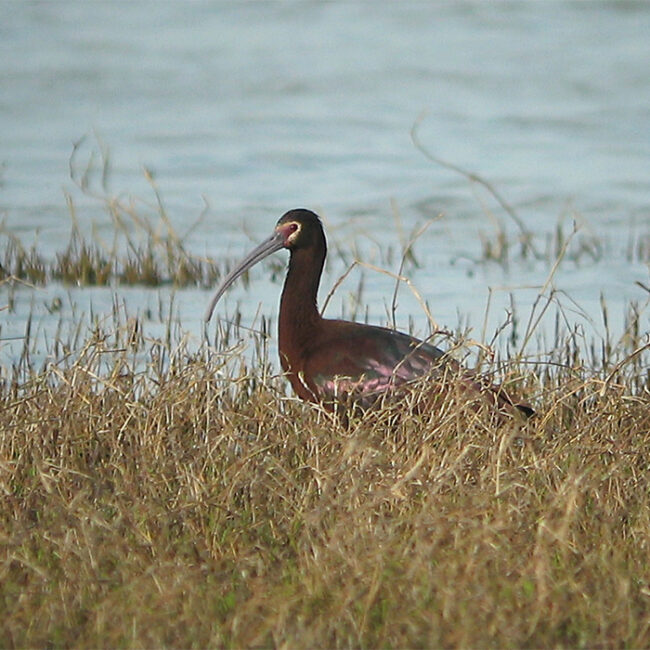 A White-faced Ibis strolling through the grassy bank of the marsh.