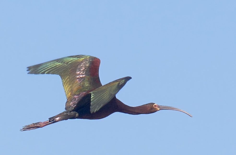 A white-faced Ibis in flight with a clear blue-sky background.
