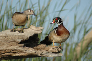 A pair of Wood Ducks on a log. Blurred background of green grasses and a blue sky.