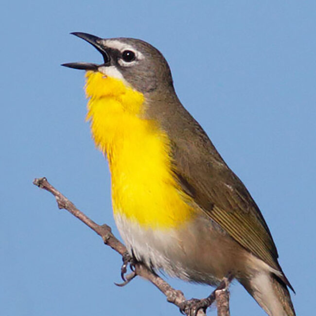 A Yellow-breasted Chat on a twig against a bue sky.