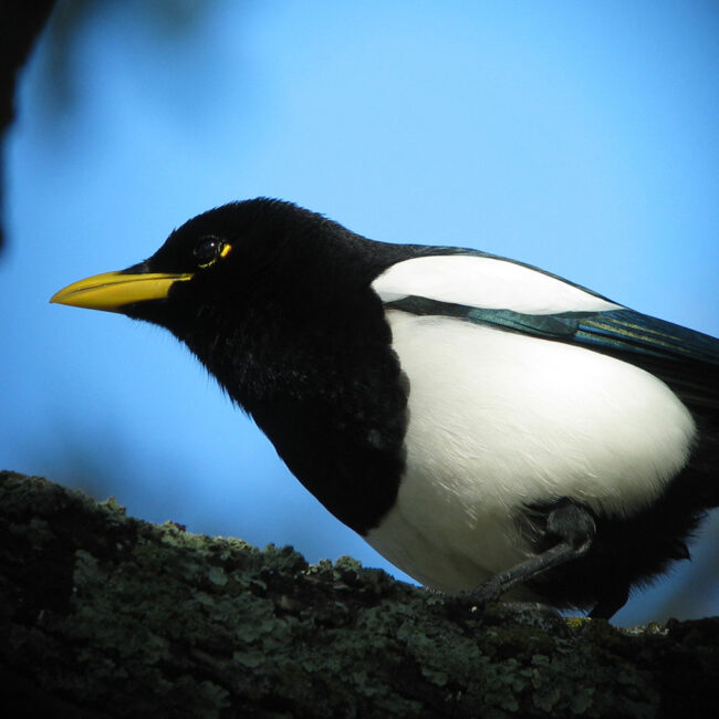 A photo of a Yellow-billed Magpie on a mossy branch.