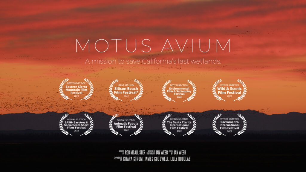Hundreds of waterfowl in flight silhouetted on an orange sunset. Film title "Motus Avium: A mission to save California's last wetlands." is stretched across the sky with laurels from the film festivals where it documentary won awards.